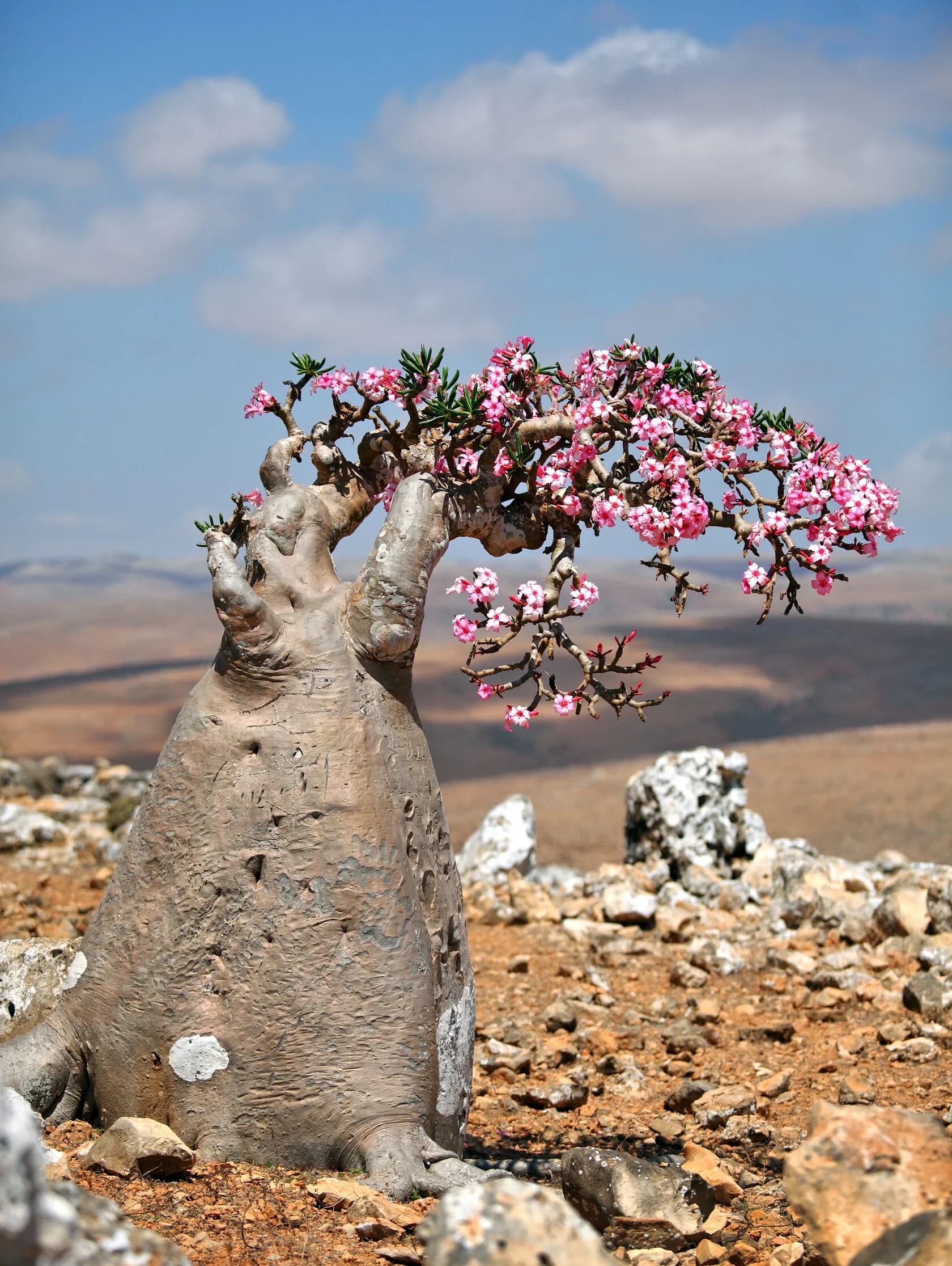 Сокотра за 8 дней: драконовые деревья, лагуны и дикие пляжи 6