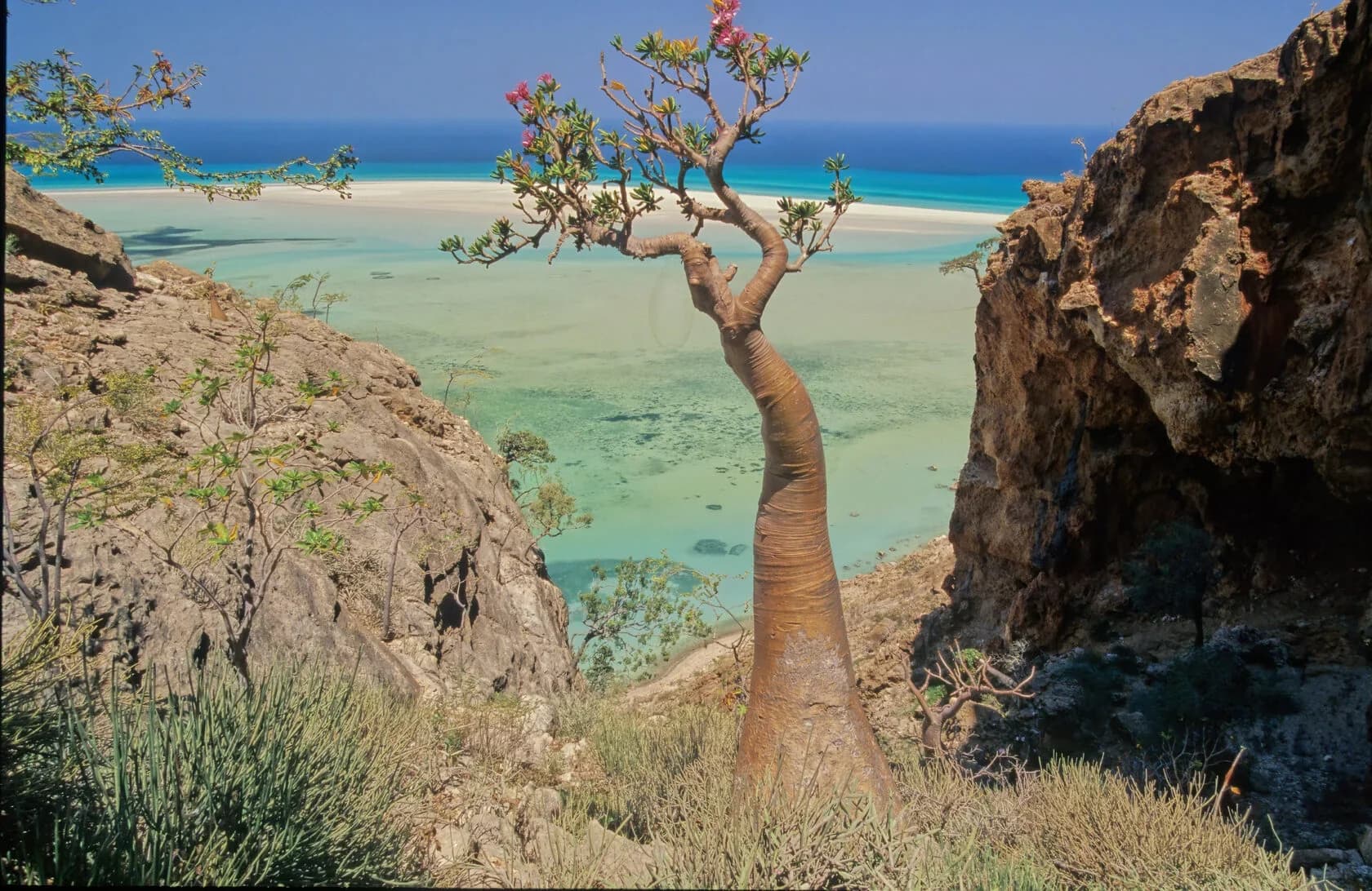 Сокотра за 8 дней: драконовые деревья, лагуны и дикие пляжи 3