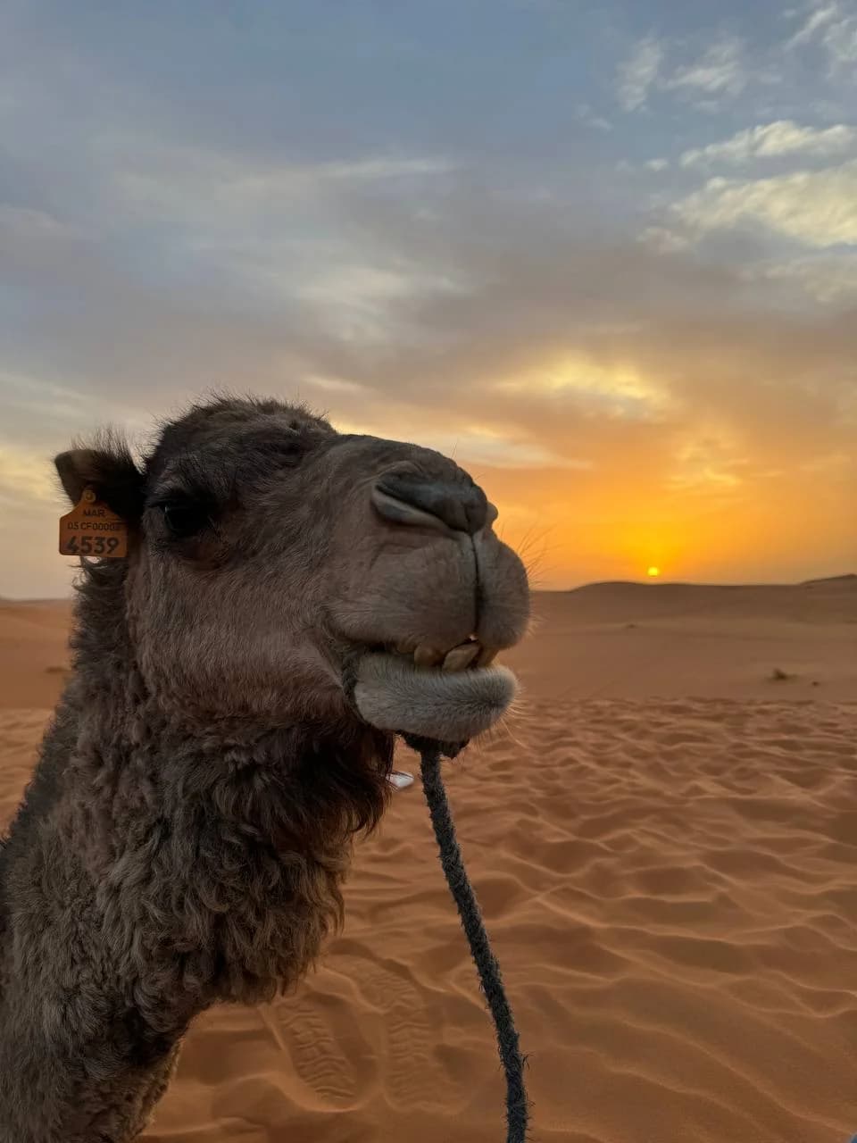Настоящее Королевство Марокко и ночь в Сахаре – Casablanca, Morocco