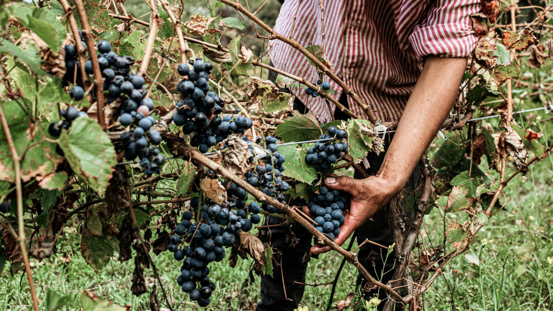 Винная долина Вальполичелла – Valpolicella, Italy