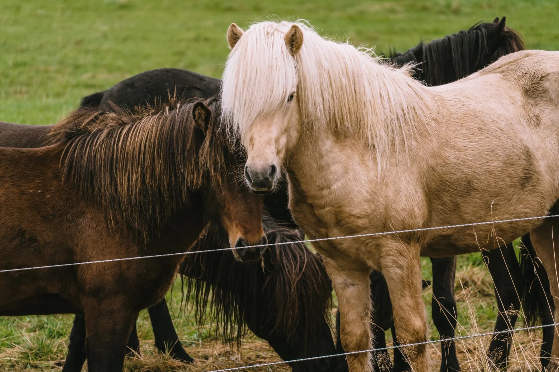 Весенняя Исландия - 5 дней по Золотому кольцу, ледникам и чёрным пляжам image 2