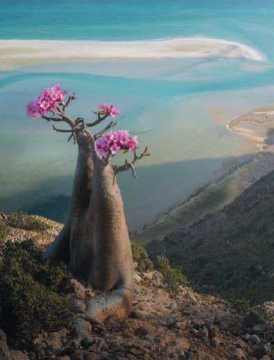 Индивидуальная экспедиция на Сокотру: только для вашей группы – Socotra, Yemen – photo 3